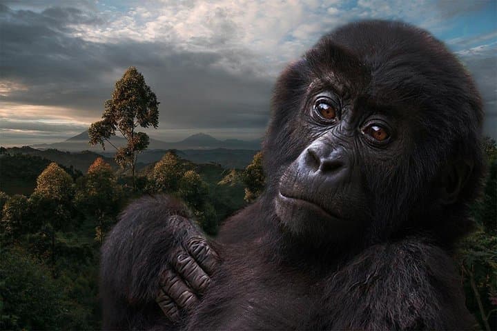 3-Day Gorilla Tracking in Bwindi Impenetrable National Park, Uganda