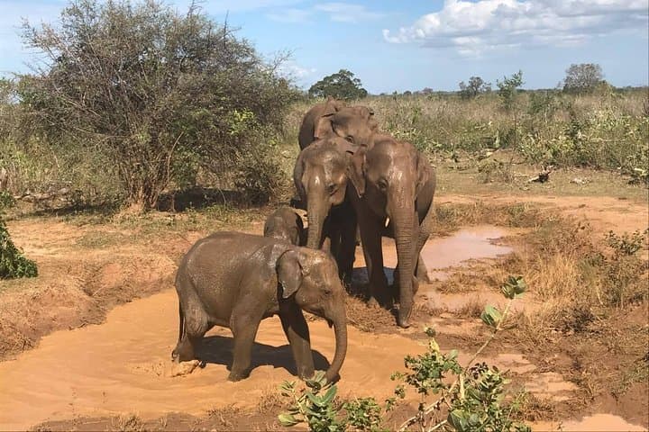Sri Lanka wildlife and cultural loop: 12-day budget tour from Colombo photo 5