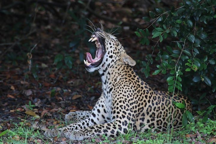 Sri Lanka wildlife and cultural loop: 12-day budget tour from Colombo