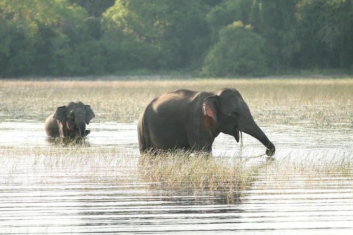 12-Day Sri Lanka Wildlife & Cultural Tour from Colombo — Sigiriya, Kandy, Yala & Mirissa photo 3