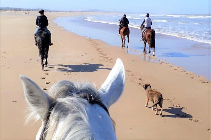 Essaouira Coast Horseback Ride: 5-Hour Beach, Dunes & Picnic Adventure