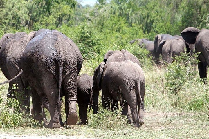 14-Day Bwindi Gorilla Safari: Kenya–Tanzania Wildlife Circuit photo 3