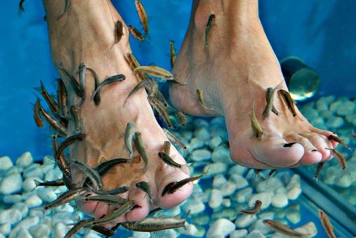 Cozumel Fish Spa & Beach Club Day Pass — Relaxation, Reef Views & Shoreline Comfort photo 1