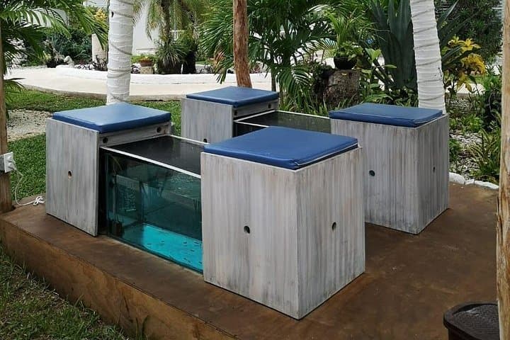 Cozumel Fish Spa & Beach Club Day Pass — Relaxation, Reef Views & Shoreline Comfort photo 3