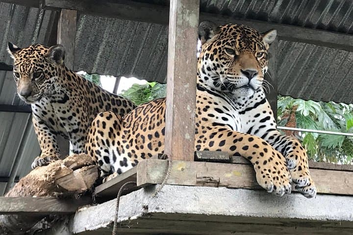 Day Trip to Puyo Amazon from Baños: Waterfalls, Canoes & Cacao photo 4