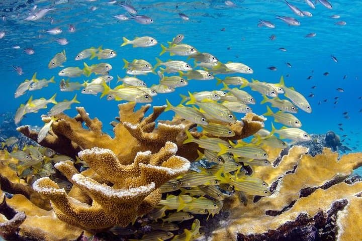 ScubaDoo Underwater Scooter Adventure — Punta Cana Cabeza de Toro photo 2