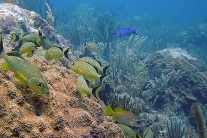ScubaDoo Underwater Scooter Adventure — Punta Cana Cabeza de Toro photo 3
