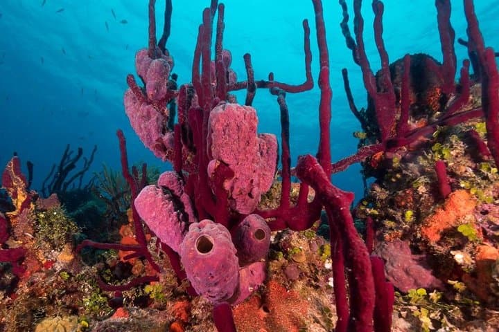 ScubaDoo Underwater Scooter Adventure — Punta Cana Cabeza de Toro photo 4