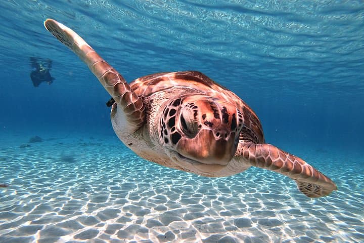 Perfect Day Island Tour: Snorkel Turtles, Shete Boka & Kenepa Beach photo 2
