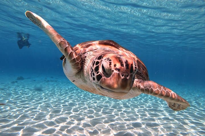 Snorkel with Sea Turtles at Curaçao's Turtle Beach photo 5