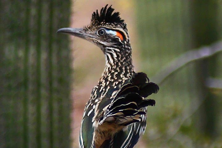 Creative Soul Scavenger Hunt in Sabino Canyon & Catalina State Park, Tucson photo 4