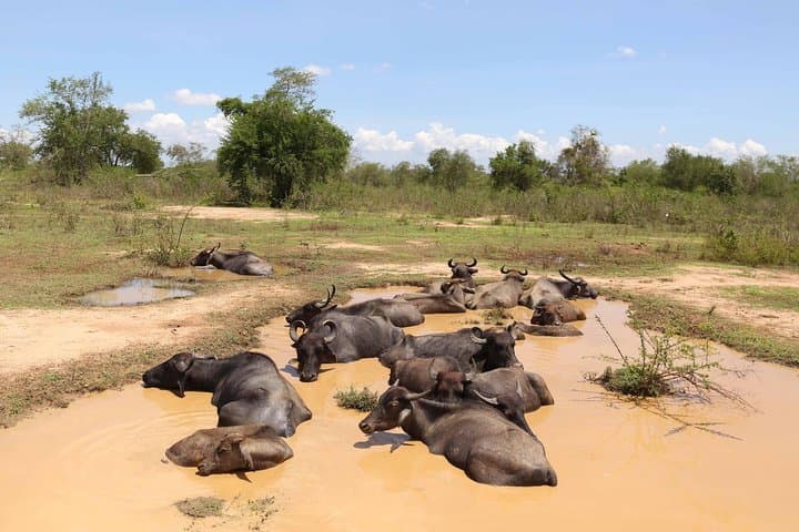 Sri Lanka 13-Day Wildlife Tour — Elephants, Leopards, Rainforests & Tea Country photo 1