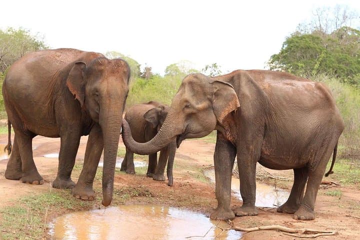 Sri Lanka 13-Day Wildlife Tour — Elephants, Leopards, Rainforests & Tea Country photo 2