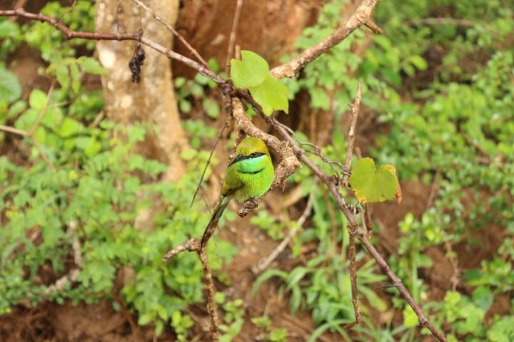 Sri Lanka 13-Day Wildlife Tour — Elephants, Leopards, Rainforests & Tea Country photo 3