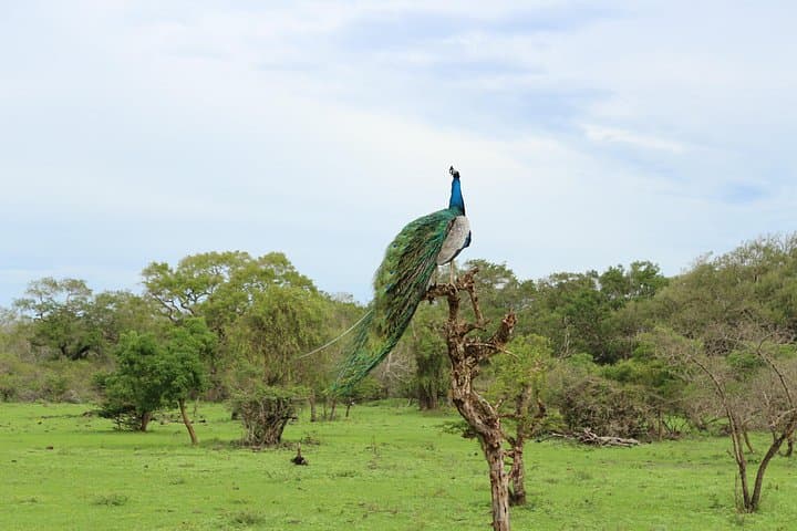 Sri Lanka 13-Day Wildlife Tour — Elephants, Leopards, Rainforests & Tea Country photo 4
