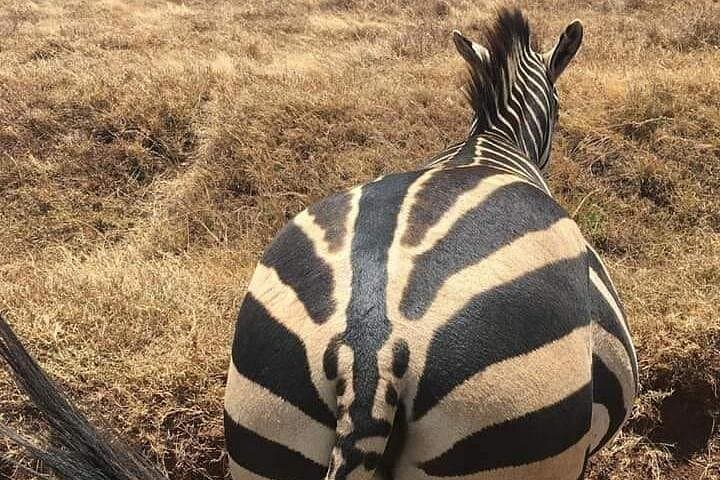 Ngorongoro Crater Day Safari: Full-Day Wildlife Drive from Arusha photo 1