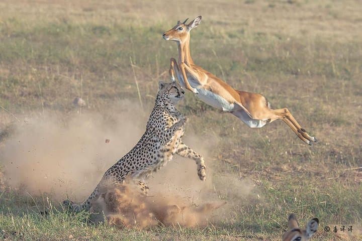 Ol Pejeta Conservancy 2-Day Safari: Chimp Sanctuary & Black Rhino Experience photo 6