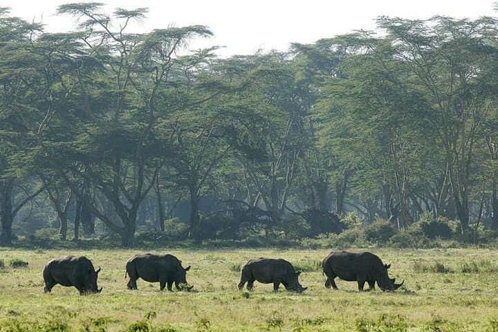 2-Day Lake Nakuru Safari: Flamingos, Rhinos & Rift Valley Views