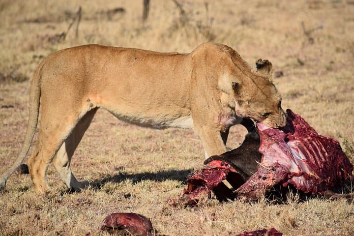 2-Day Lake Nakuru Safari: Flamingos, Rhinos & Rift Valley Views photo 3