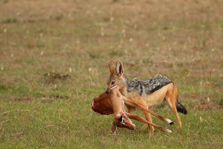 2-Day Lake Nakuru Safari: Flamingos, Rhinos & Rift Valley Views photo 6