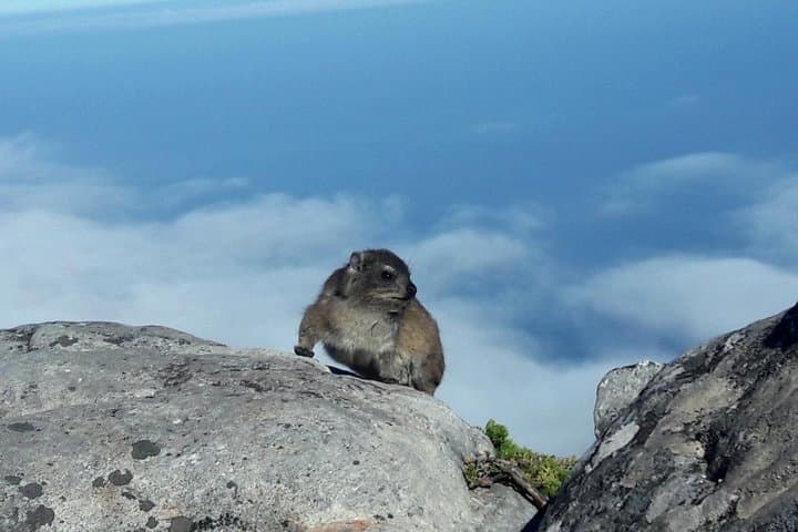 Hike Table Mountain via Kasteelspoort: Morning Route, Views & Fynbos photo 4