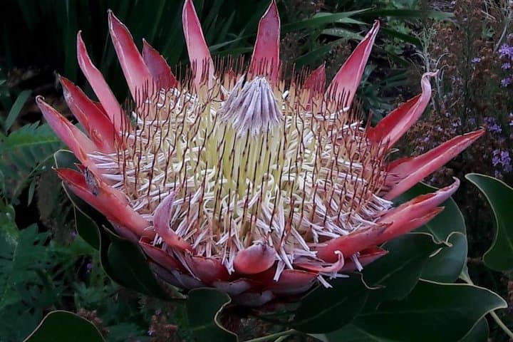 Hike Table Mountain via Kasteelspoort: Morning Route, Views & Fynbos photo 5