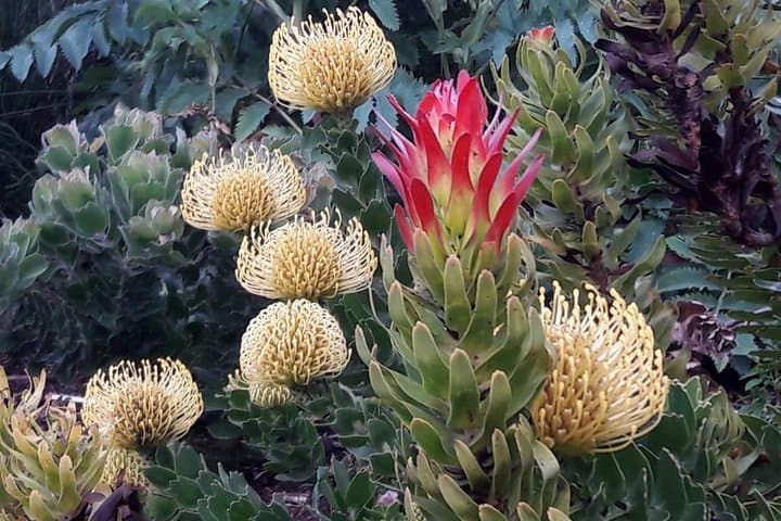 Hike Table Mountain via Kasteelspoort: Morning Route, Views & Fynbos photo 6