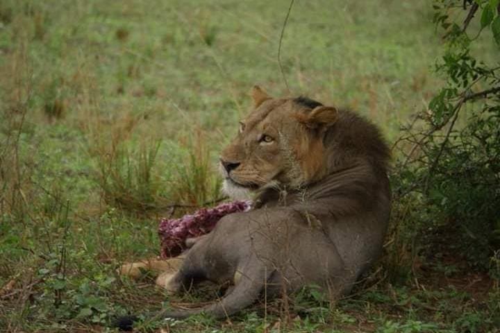 Three-Day Murchison Falls Safari: Falls, Game Drives & Nile Boat Cruise