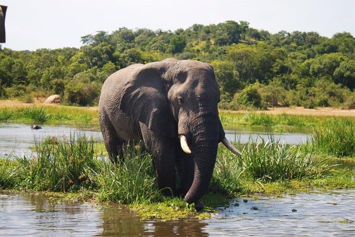 Three-Day Murchison Falls Safari: Falls, Game Drives & Nile Boat Cruise photo 2