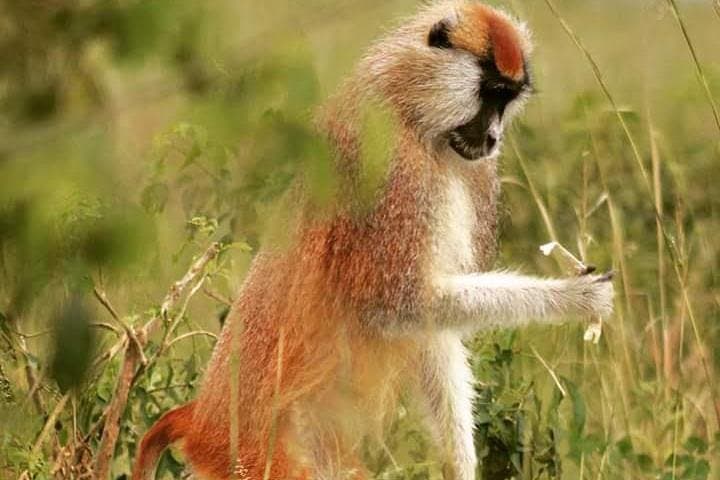 Three-Day Murchison Falls Safari: Falls, Game Drives & Nile Boat Cruise photo 5