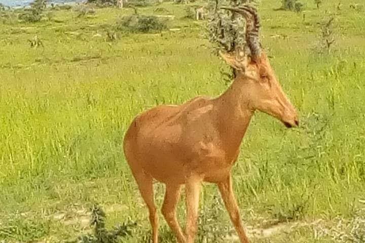 Three-Day Murchison Falls Safari: Falls, Game Drives & Nile Boat Cruise photo 6