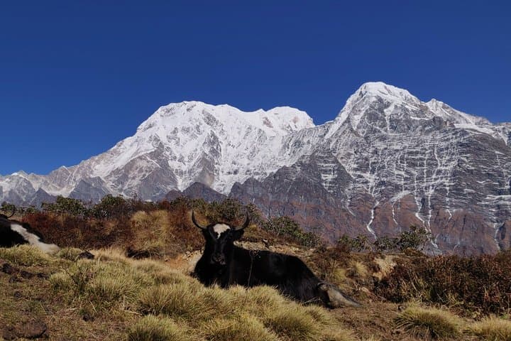 Mardi Himal Trek: 8-Day Annapurna Ridge Hike from Kathmandu