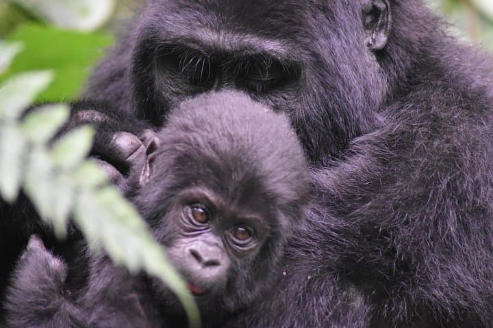Three-Day Gorilla Safari in Bwindi: Trek Mountain Gorillas from Kampala