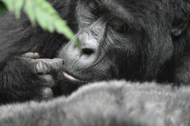 Three-Day Gorilla Safari in Bwindi: Trek Mountain Gorillas from Kampala photo 2