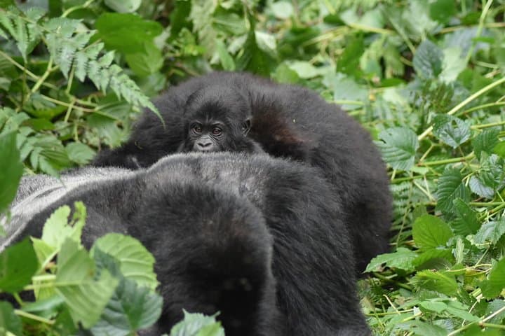 Three-Day Gorilla Safari in Bwindi: Trek Mountain Gorillas from Kampala photo 3