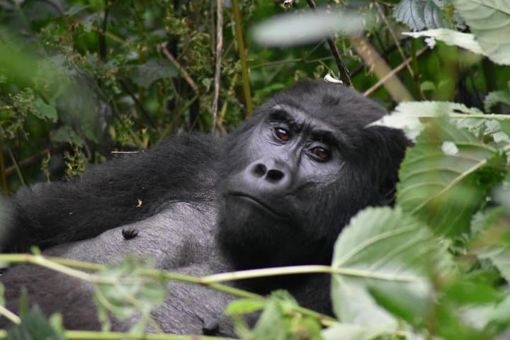 Three-Day Gorilla Safari in Bwindi: Trek Mountain Gorillas from Kampala photo 4