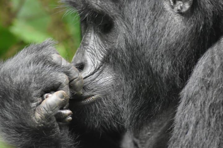 Three-Day Gorilla Safari in Bwindi: Trek Mountain Gorillas from Kampala photo 5