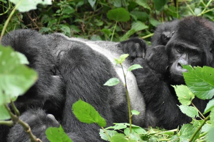 Three-Day Gorilla Safari in Bwindi: Trek Mountain Gorillas from Kampala photo 6