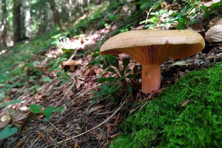 Wild Foraging Day Trip from Brașov: Mushrooms, Plants & Forest Fruits