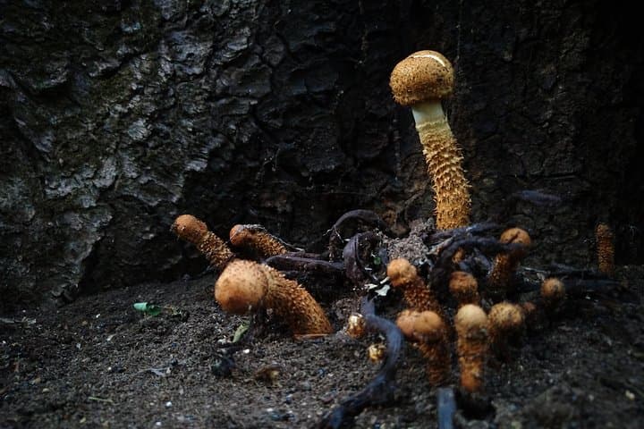Wild Foraging Day Trip from Brașov: Mushrooms, Plants & Forest Fruits photo 2