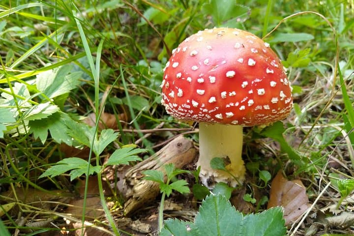 Wild Foraging Day Trip from Brașov: Mushrooms, Plants & Forest Fruits photo 3