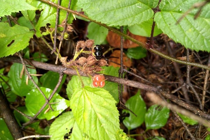 Wild Foraging Day Trip from Brașov: Mushrooms, Plants & Forest Fruits photo 4