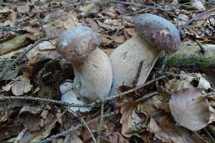 Wild Foraging Day Trip from Brașov: Mushrooms, Plants & Forest Fruits photo 5
