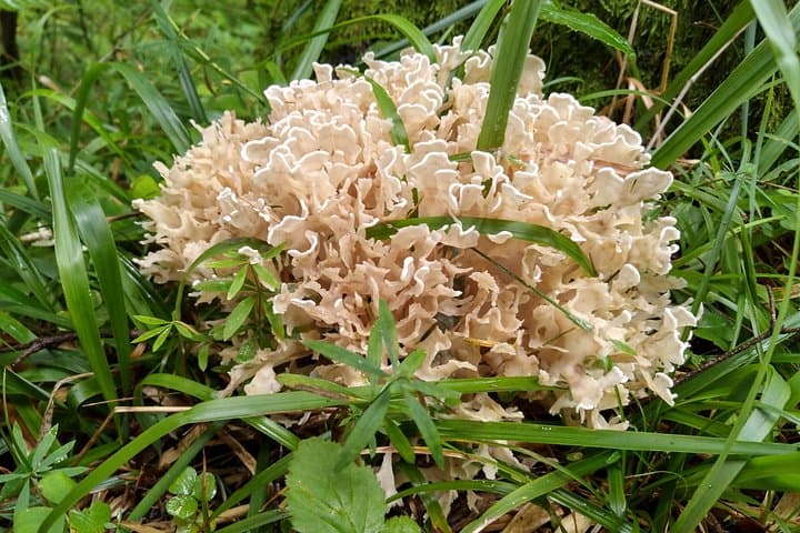 Wild Foraging Day Trip from Brașov: Mushrooms, Plants & Forest Fruits photo 6