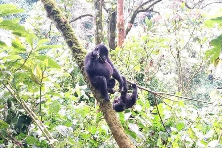 7-Day Uganda Safari: Gorillas, Chimpanzees & Kazinga Channel Wildlife Cruise photo 4