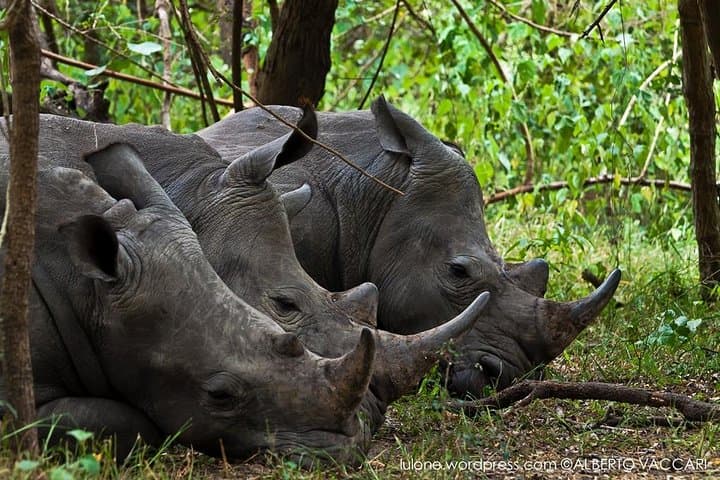 Ziwa Rhino Sanctuary Trek — One-Day Rhino Walk from Kampala photo 6