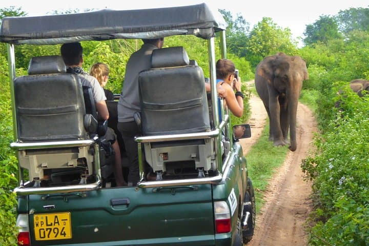 Udawalawe National Park Safari: Close Encounters with Sri Lanka's Elephants