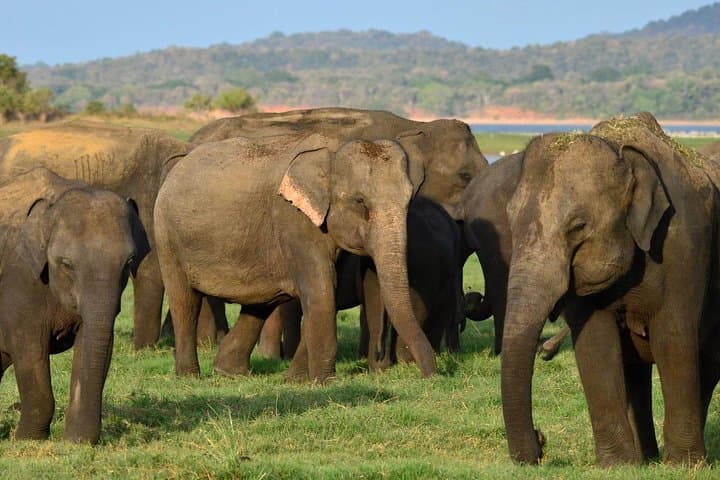 Udawalawe National Park Safari: Close Encounters with Sri Lanka's Elephants photo 3