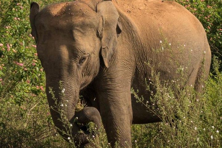 Udawalawe National Park Safari: Close Encounters with Sri Lanka's Elephants photo 4