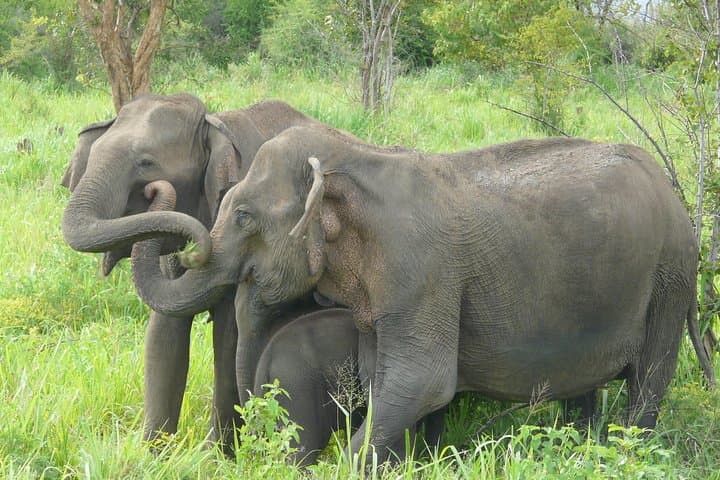 Udawalawe National Park Safari: Close Encounters with Sri Lanka's Elephants photo 5